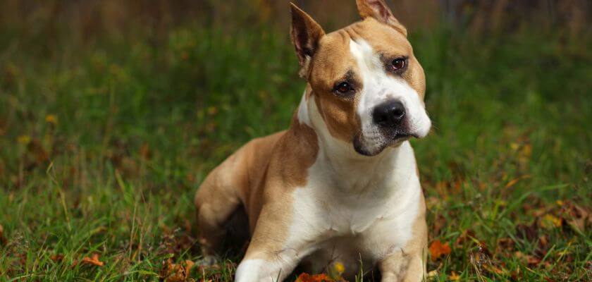 rasy psów średnich - american staffordshire terrier