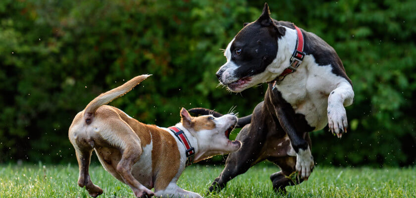 amstaffy bawią się