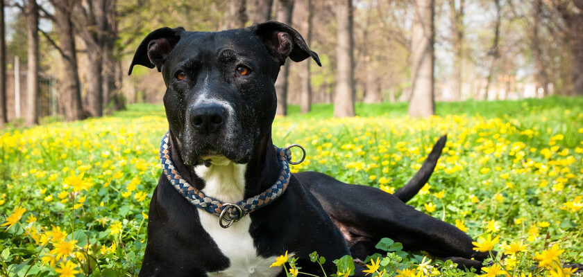 amstaff leży na łące