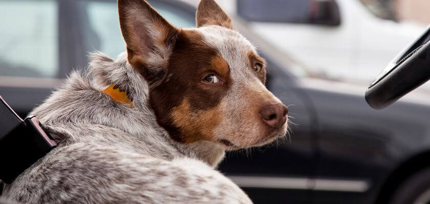 australian cattle dog patrzy w tył