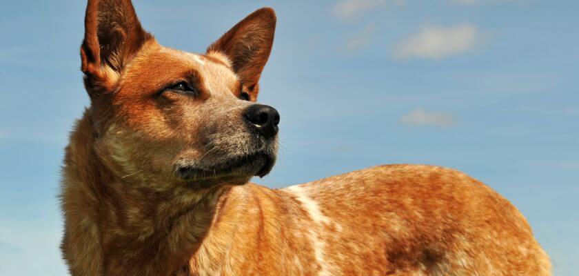 australian cattle dog stojący