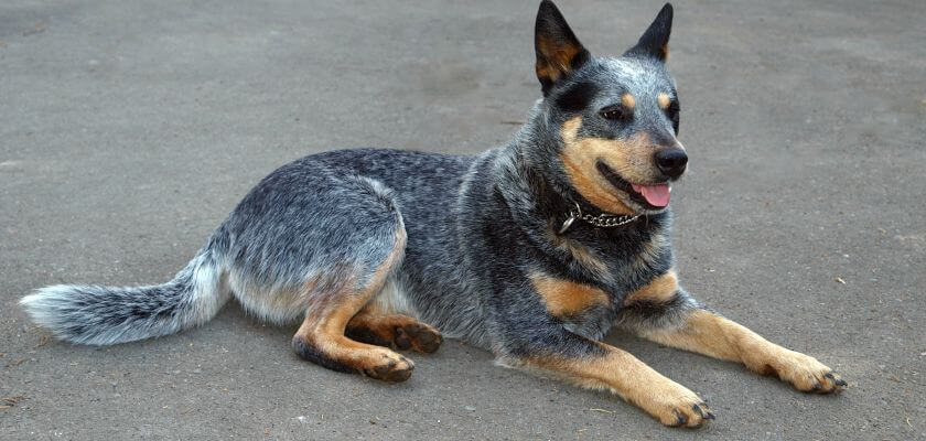 australian cattle dog leży na chodniku