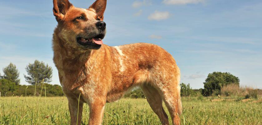 australian cattle dog stoi na łące