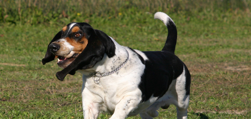 basset hound biegnie