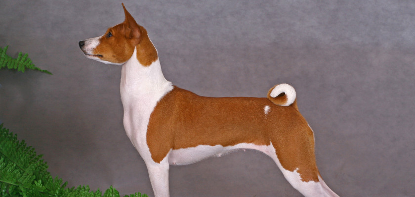 basenji pozycja wystawowa