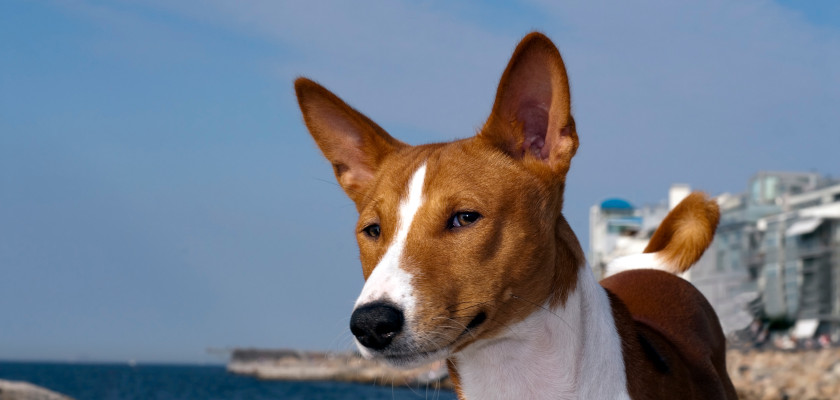 basenji nad morzem