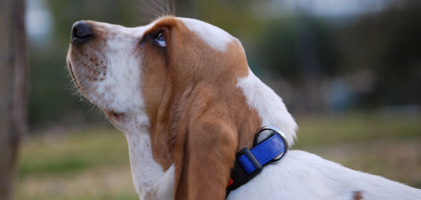 basset hound patrzy w górę