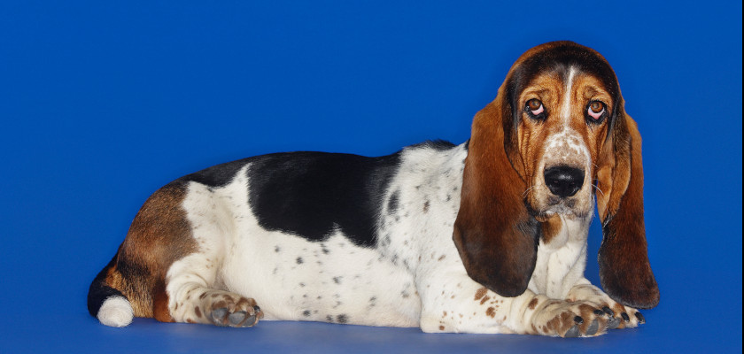 basset hound na niebieskim tle