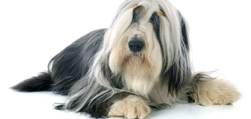 bearded collie leży na białym tle