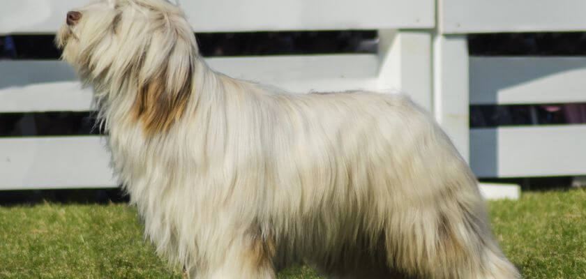 bearded collie pies jasny stoi