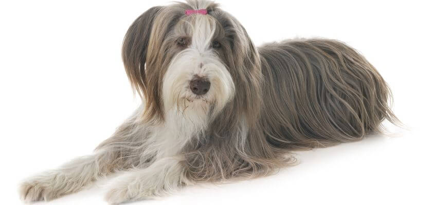 rasy psów średnich - bearded collie