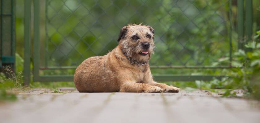 border terrier leży przy ogrodzeniu