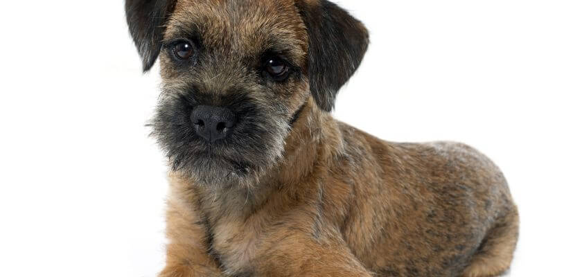 border terrier leży na białym tle