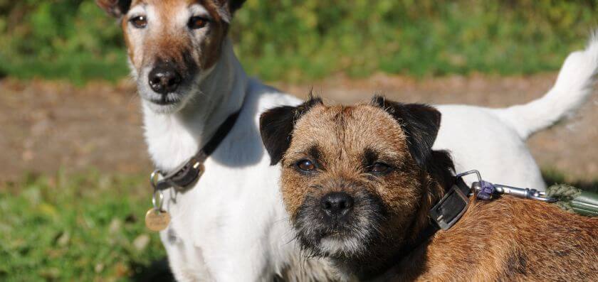 border terrier i foksterier krótkowłosy