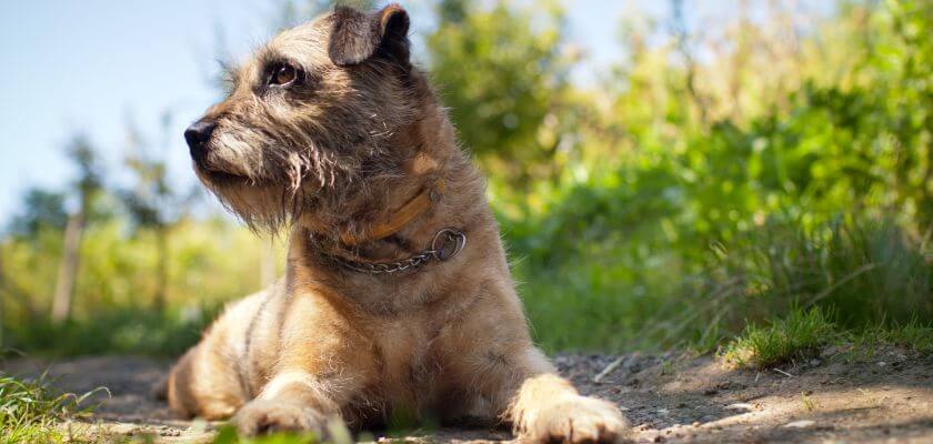 border terrier leży w ogrodzie