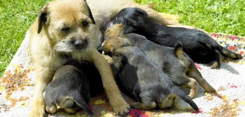 border terrier suka karmiąca szczeniaki