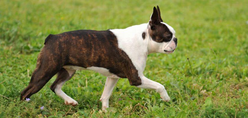 boston terrier idzie po trawie