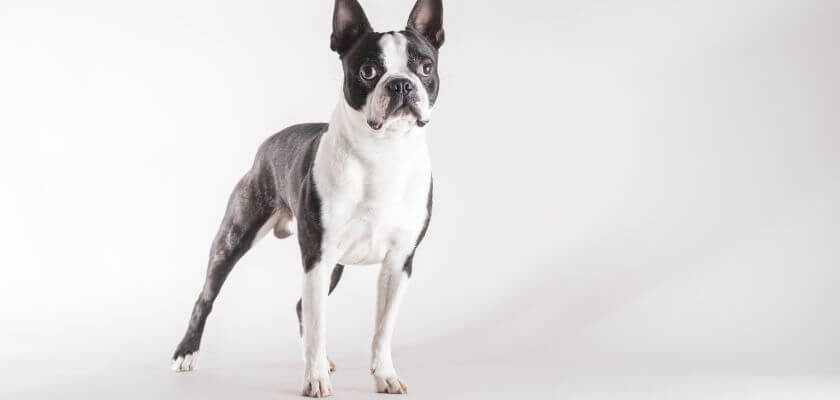 boston terrier stoi