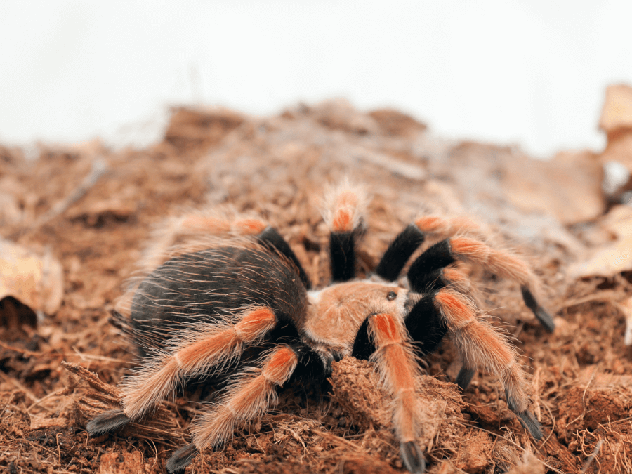 brachypelma