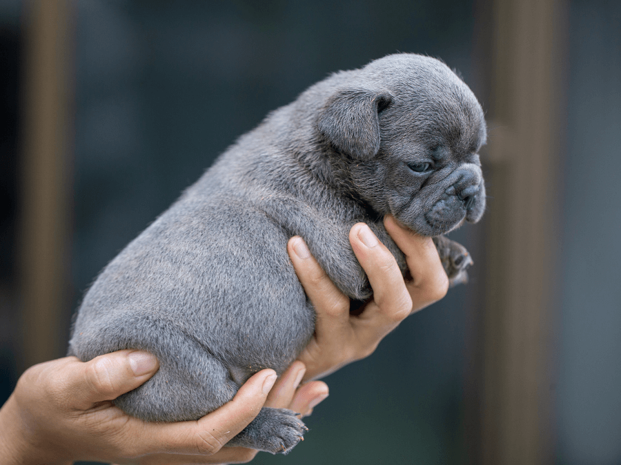 buldog francuski blue szczenię na rękach