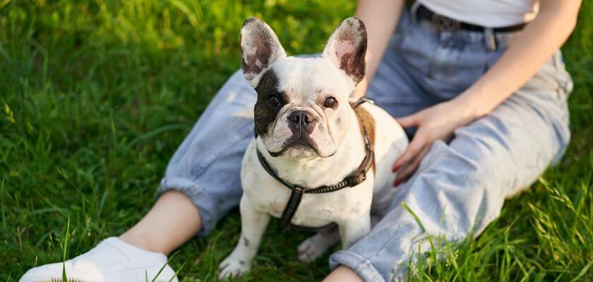 buldog francuski na trawie