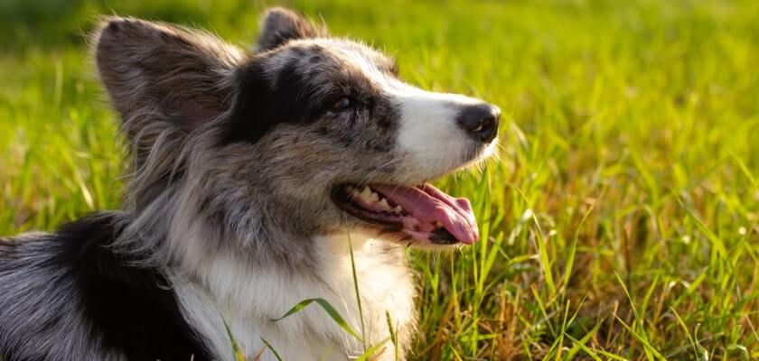 cardigan welsh corgi leży na trawie