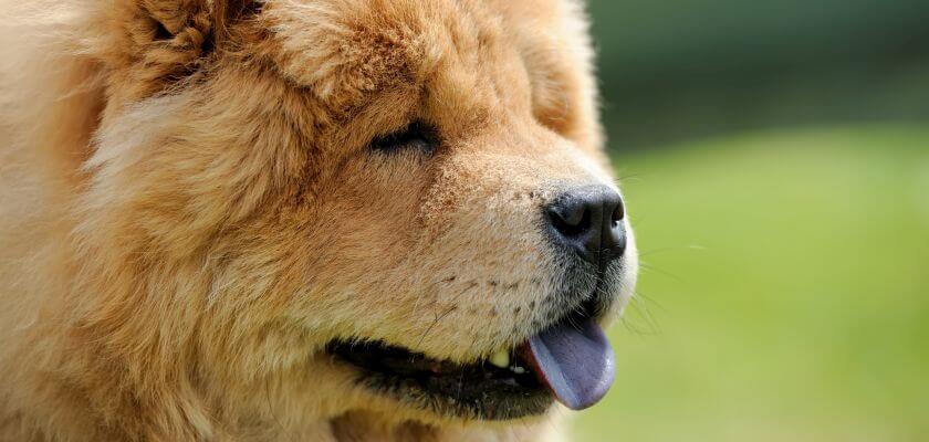 rasy psów średnich - chow chow