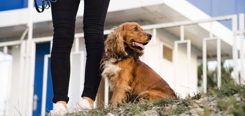 rasy psów średnich - cocker spaniel