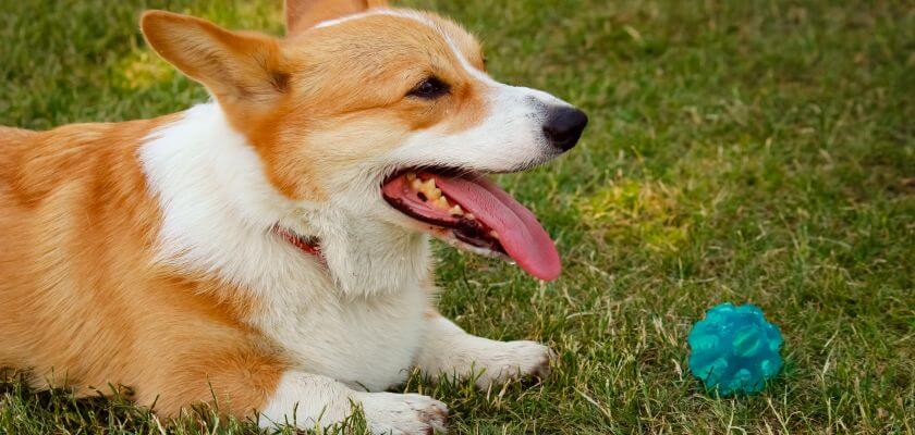 rasy psów średnich - cardigan welsh corgi