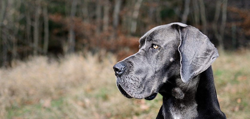 dog niemiecki na polanie