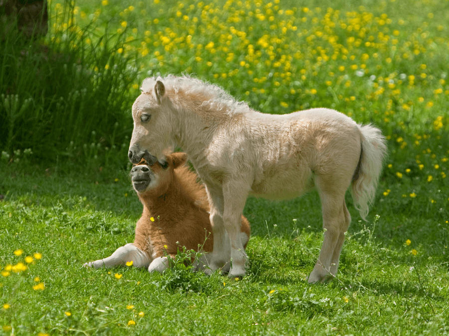 falabella