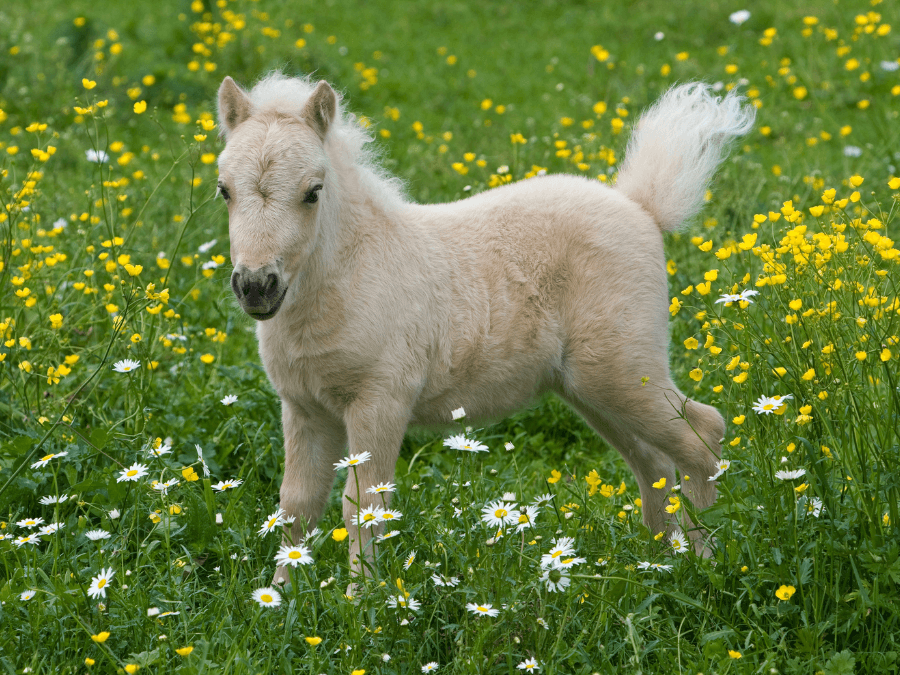 falabella