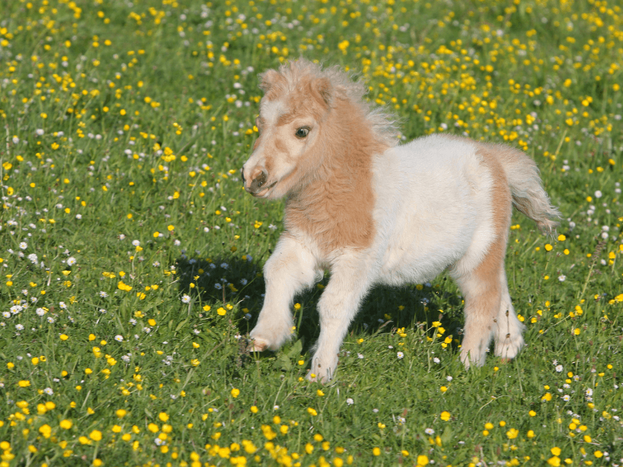 falabella