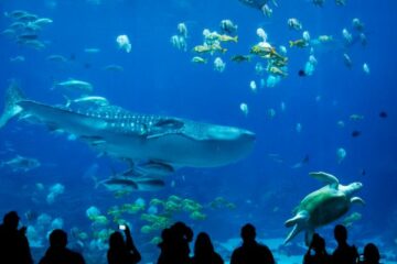 georgia aquarium