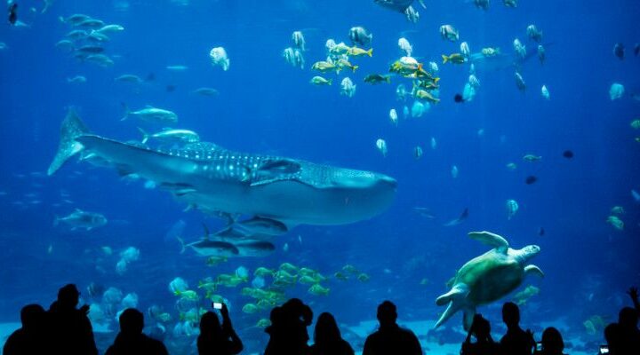 georgia aquarium