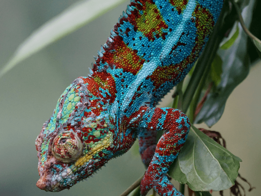 kameleon lamparci