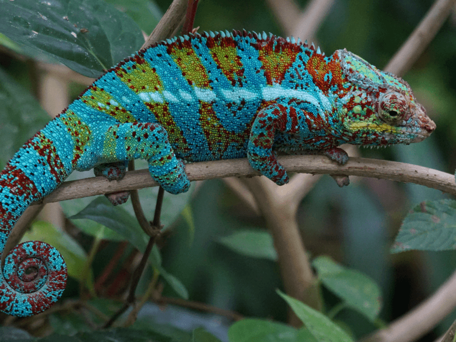 kameleon lamparci