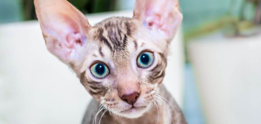 kot cornish rex - cena