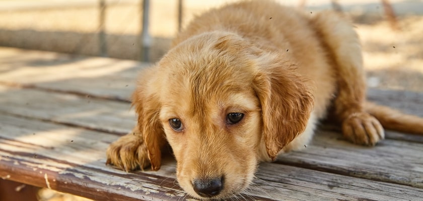 labradoodle szczeniak leży