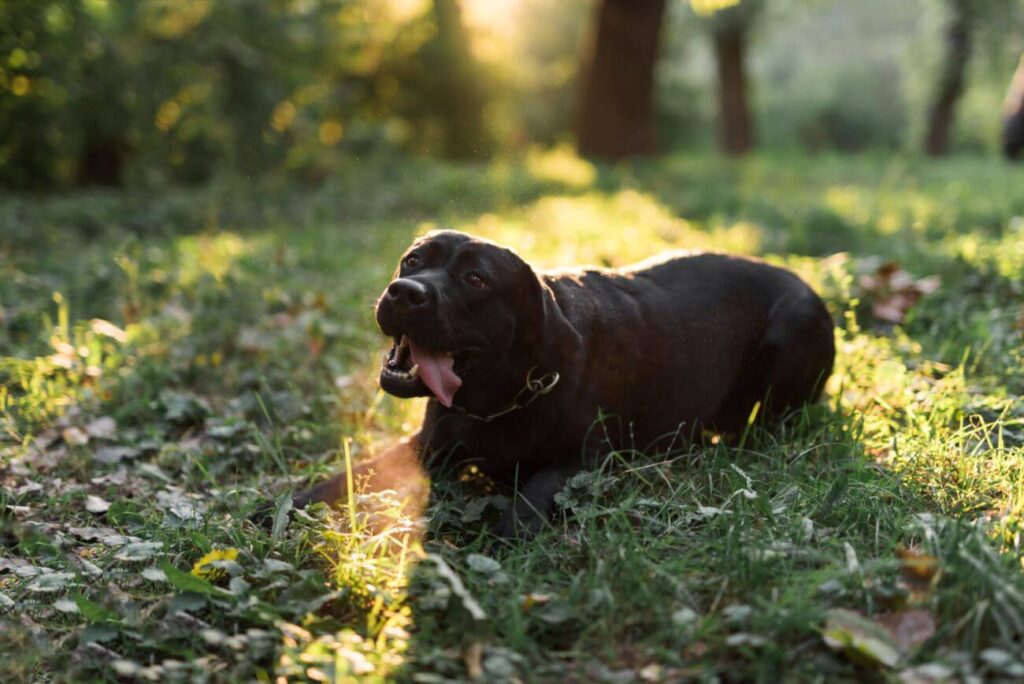 labrador czarny leży w parku