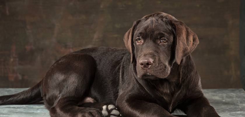 labrador czekoladowy leży