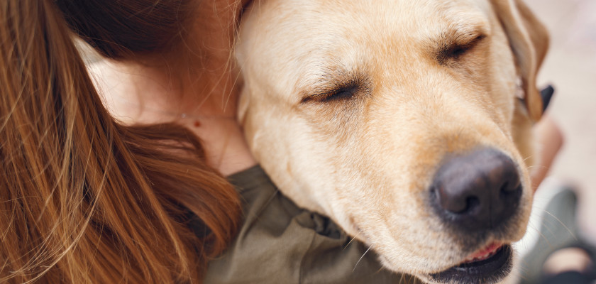 labrador przytulony do opiekuna