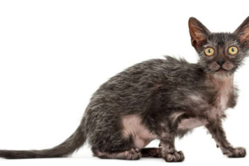 lykoi