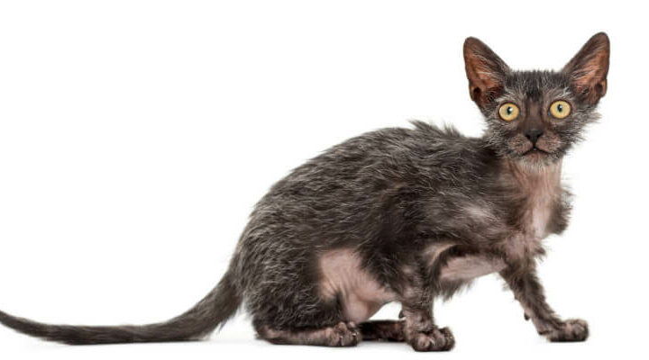 lykoi