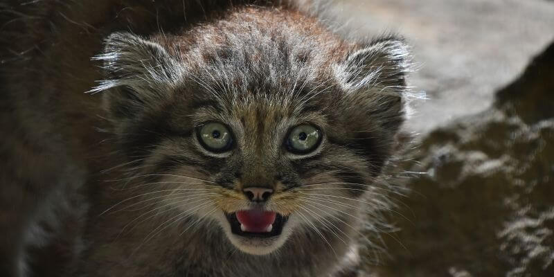 manul stepowy - manul stepowy gdzie można go spotkać