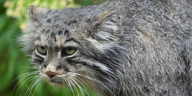 manul stepowy - wygląd manul stepowy niczym kot pers