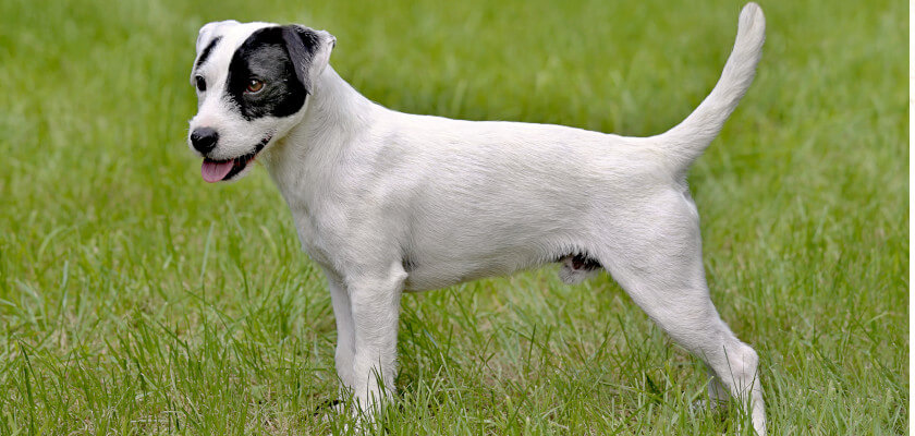 parson terrier rasa