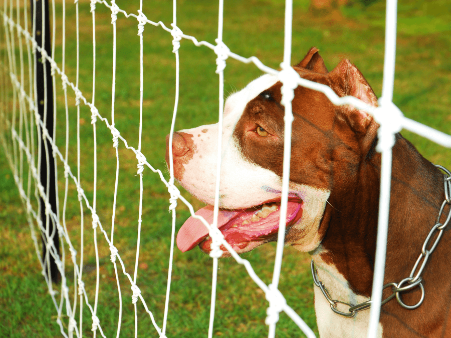 pitbull red nose za siatką