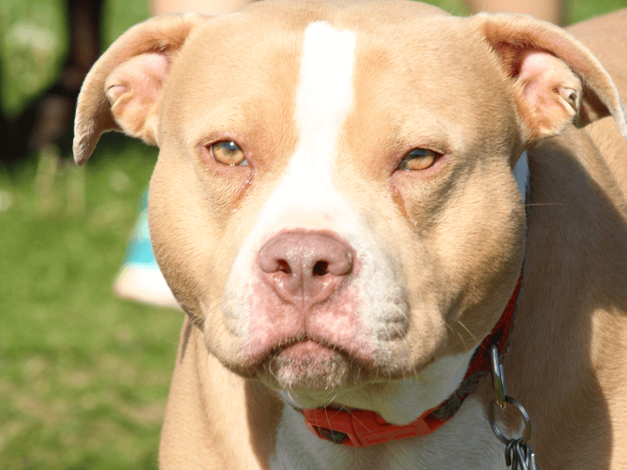 pitbull red nose jasny pies