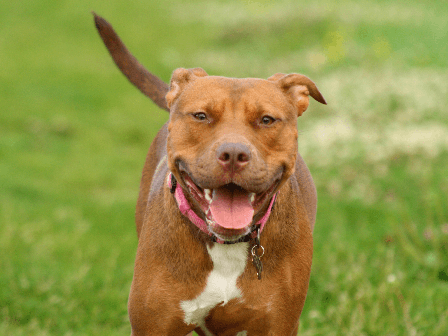 pitbull red nose biegnie